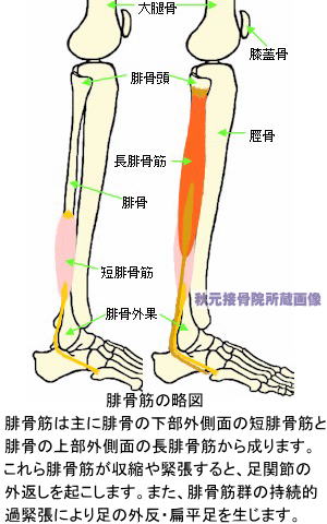 腓骨筋の略図