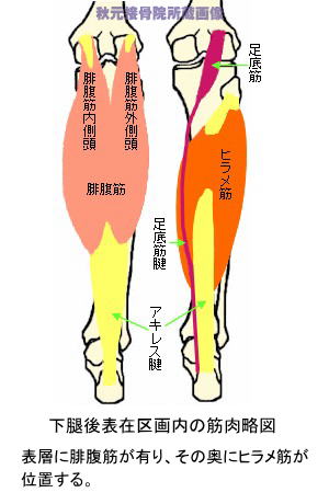 下腿表在区画内の筋肉
