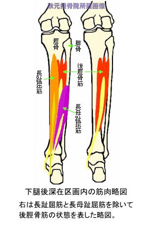 下腿後深在区画内の筋肉