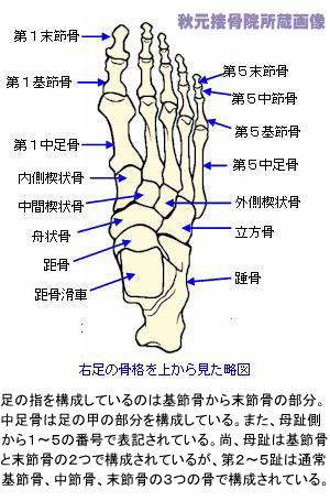 足の親指付け根の腫れ 痛み 外反母趾と病気の見分け方